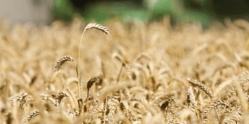 Krasnodar Kicks Off Early Harvest Amid Drought Challenges: Can Farmers Secure Another Record Yield?