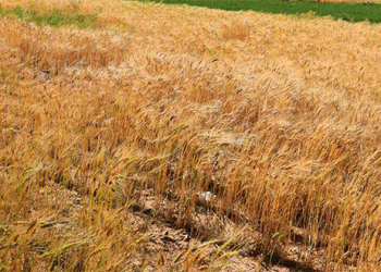 Wheat Harvest Success in Yemen: How Bani Matar District Achieved Record Yields and Food Security Goals