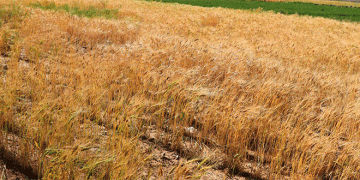 Wheat Harvest Success in Yemen: How Bani Matar District Achieved Record Yields and Food Security Goals