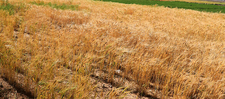 Wheat Harvest Success in Yemen: How Bani Matar District Achieved Record Yields and Food Security Goals