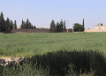 High Hopes for Irrigated Wheat in Raqqa: Farmers Demand Fair Prices Amid Rising Costs