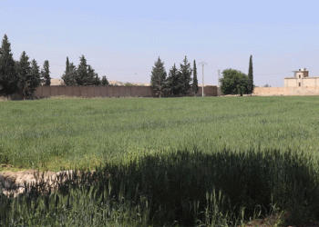 High Hopes for Irrigated Wheat in Raqqa: Farmers Demand Fair Prices Amid Rising Costs