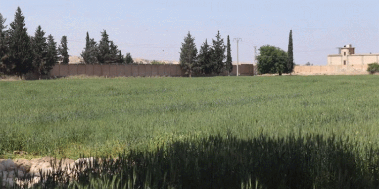 High Hopes for Irrigated Wheat in Raqqa: Farmers Demand Fair Prices Amid Rising Costs