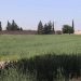 High Hopes for Irrigated Wheat in Raqqa: Farmers Demand Fair Prices Amid Rising Costs