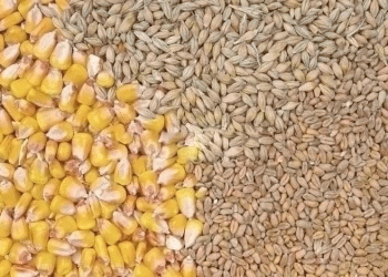 Climate and Biodiversity Threats Jeopardize EU’s Cocoa, Wheat, and Corn Imports – What Farmers and Agribusinesses Need to Know