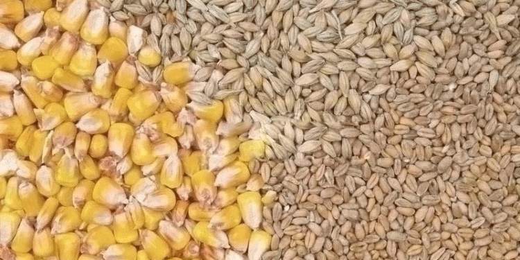 Climate and Biodiversity Threats Jeopardize EU’s Cocoa, Wheat, and Corn Imports – What Farmers and Agribusinesses Need to Know