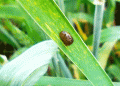 Red-Breasted Leaf Beetle Threatens Grain Crops in Rostov: Monitoring and Control Strategies