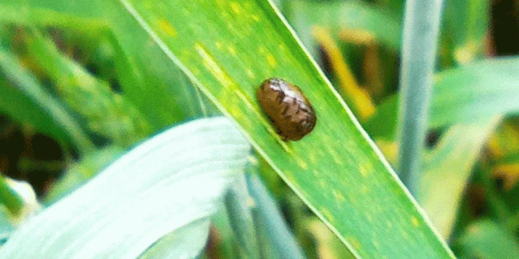 Red-Breasted Leaf Beetle Threatens Grain Crops in Rostov: Monitoring and Control Strategies