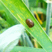 Red-Breasted Leaf Beetle Threatens Grain Crops in Rostov: Monitoring and Control Strategies