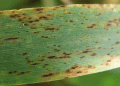 Helminthosporium Leaf Spot in Barley: Threatening Yield Losses and How to Combat It