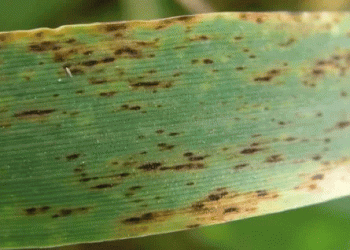 Helminthosporium Leaf Spot in Barley: Threatening Yield Losses and How to Combat It