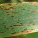 Helminthosporium Leaf Spot in Barley: Threatening Yield Losses and How to Combat It