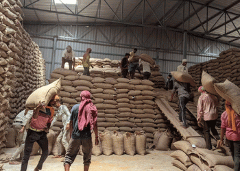 India’s Wheat Boom: Record Harvest Eases Import Fears, Global Prices Under Pressure