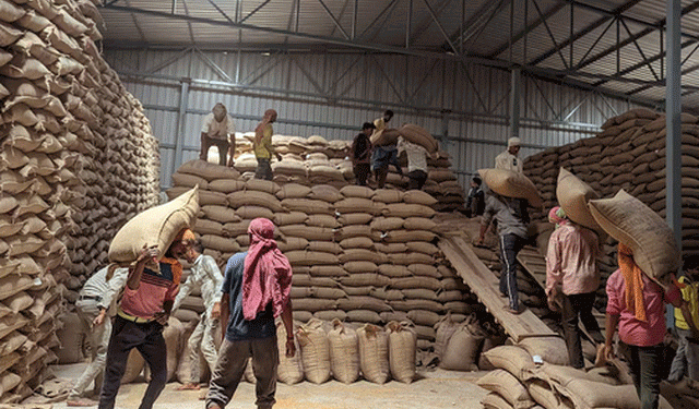 India’s Wheat Boom: Record Harvest Eases Import Fears, Global Prices Under Pressure