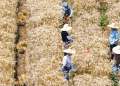 China’s Winter Wheat Harvest 2025: Progress, Challenges, and Global Implications