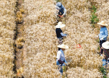 China’s Winter Wheat Harvest 2025: Progress, Challenges, and Global Implications