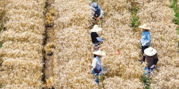 China’s Winter Wheat Harvest 2025: Progress, Challenges, and Global Implications