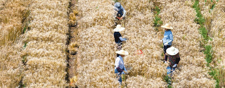 China’s Winter Wheat Harvest 2025: Progress, Challenges, and Global Implications