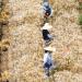 China’s Winter Wheat Harvest 2025: Progress, Challenges, and Global Implications