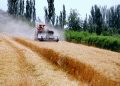 58,000 Hectares of Winter Wheat Harvest Begins in Kuqa: How Modern Machinery Ensures Efficiency and High Yields