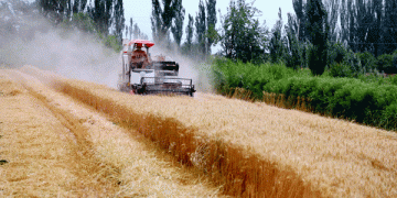 58,000 Hectares of Winter Wheat Harvest Begins in Kuqa: How Modern Machinery Ensures Efficiency and High Yields