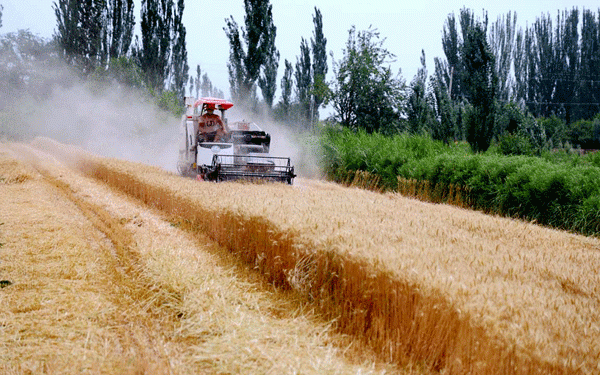 58,000 Hectares of Winter Wheat Harvest Begins in Kuqa: How Modern Machinery Ensures Efficiency and High Yields