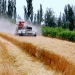 58,000 Hectares of Winter Wheat Harvest Begins in Kuqa: How Modern Machinery Ensures Efficiency and High Yields