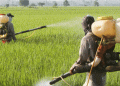 Misuse of Pesticides: A Costly Mistake for Farmers and the Agriculture Industry