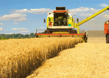 EU Wheat and Barley Production Forecast Rises Amidst Regional Weather Contrasts – What Farmers Need to Know