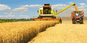 EU Wheat and Barley Production Forecast Rises Amidst Regional Weather Contrasts – What Farmers Need to Know