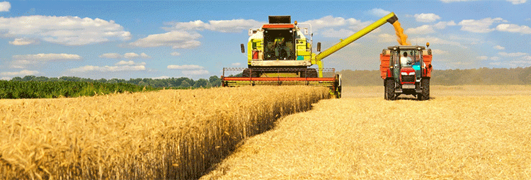 EU Wheat and Barley Production Forecast Rises Amidst Regional Weather Contrasts – What Farmers Need to Know