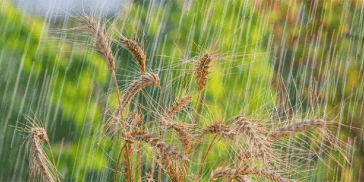 Kansas Farmers Rejoice: Recent Rains Boost Crop Prospects, But Is It Enough?