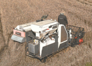 Winter Wheat Breakthrough in Dehua: High Yields and New Opportunities for Double-Cropping Systems