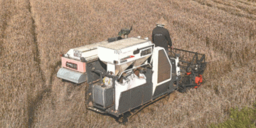 Winter Wheat Breakthrough in Dehua: High Yields and New Opportunities for Double-Cropping Systems