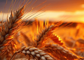 Optimal Moisture Levels Boost Winter Wheat Development: Insights from “Yasni Zori