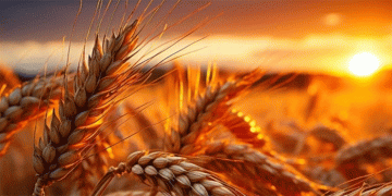 Optimal Moisture Levels Boost Winter Wheat Development: Insights from “Yasni Zori