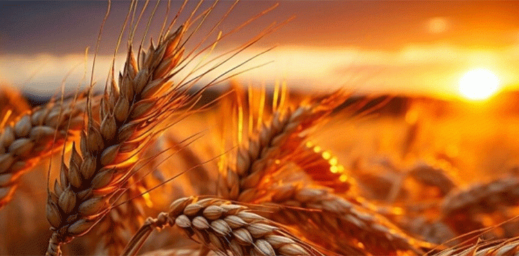 Optimal Moisture Levels Boost Winter Wheat Development: Insights from “Yasni Zori