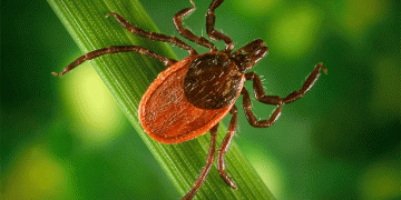 Wheat Under Siege: Battling the Invisible Mite Threat in Bashkortostan