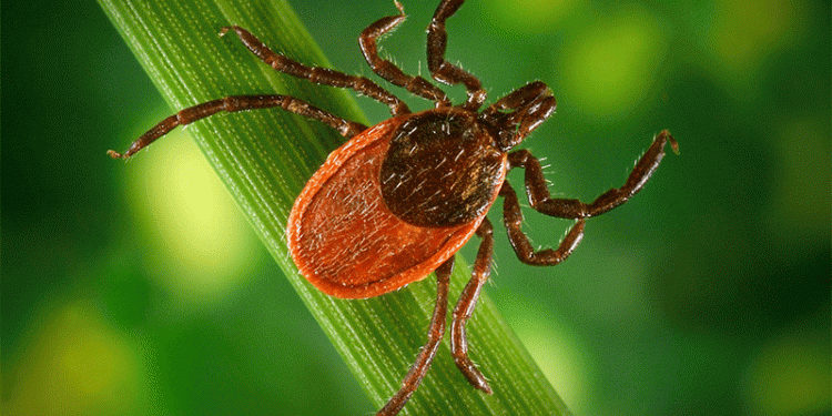 Wheat Under Siege: Battling the Invisible Mite Threat in Bashkortostan