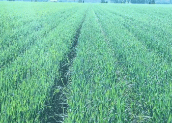 Relay Cropping Soybeans in Winter Wheat: Challenges, Innovations, and the Race Against Time