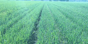 Relay Cropping Soybeans in Winter Wheat: Challenges, Innovations, and the Race Against Time