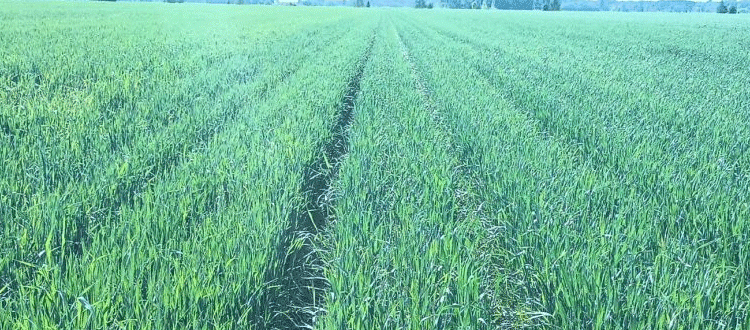 Relay Cropping Soybeans in Winter Wheat: Challenges, Innovations, and the Race Against Time