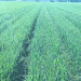 Relay Cropping Soybeans in Winter Wheat: Challenges, Innovations, and the Race Against Time