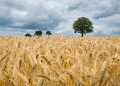Russian Wheat Prices Hit Seasonal Low: What It Means for Farmers and Global Markets