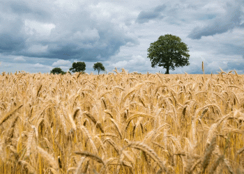Russian Wheat Prices Hit Seasonal Low: What It Means for Farmers and Global Markets