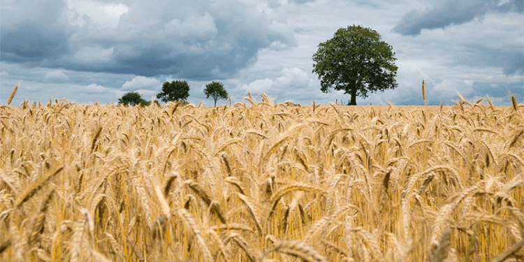 Russian Wheat Prices Hit Seasonal Low: What It Means for Farmers and Global Markets