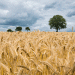 Russian Wheat Prices Hit Seasonal Low: What It Means for Farmers and Global Markets