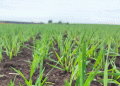 Innovative Wheat and Triticale Varieties Show Promise in Suzdal Field Trials