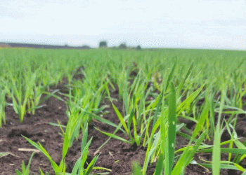 Innovative Wheat and Triticale Varieties Show Promise in Suzdal Field Trials
