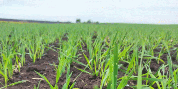 Innovative Wheat and Triticale Varieties Show Promise in Suzdal Field Trials